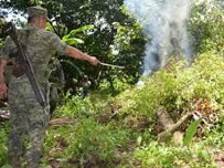 Fueron incinerados mil 500 kilos de marihuana que fue localizada en Lombardia, Michoacan